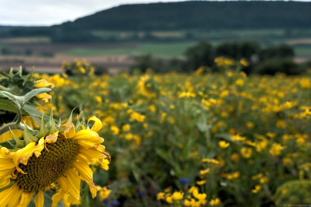 Sonnenblumen kurz hinter Donaueschingen
